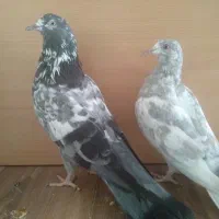 جوجه مفلق خارجی از پدر و مادرهای  پرشی|پرنده|تهران, والفجر (افسریه)|دیوار