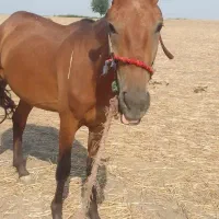 اسب نر|اسب و تجهیزات اسب‌سواری|گنبد کاووس, |دیوار