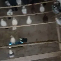 ۹۰ عدد کفتر همه پرشی ۵۰ عدد نر ۴۰ عدد ماده