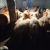 میش‌بختیاری‌‌|حیوانات مزرعه|دهدشت, |دیوار