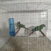 دو جفت گرینچیک