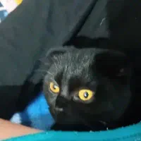 گربه بریتیش .چهارماهه..ماده|گربه|بندر انزلی, نیمه شعبان|دیوار