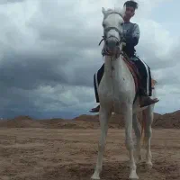 اسب|اسب و تجهیزات اسبسواری|داورزن, |دیوار