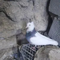 کبوتر طوقی