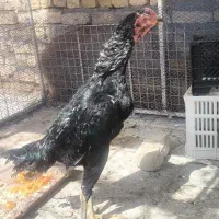 فروشی خروس سر کله درشت