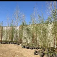 خدمات باغبانی باغچه کاری چمن کاری|خدمات باغبانی و درختکاری|پردیس, فاز ۸|دیوار