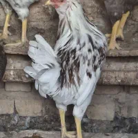 ۵ عدد خروس گلین