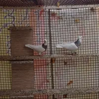 طوقی ناب کاکلی|پرنده|همدان, |دیوار