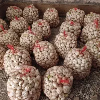 پیاز درجه یک شیرین|خوردنی و آشامیدنی|رشتخوار, |دیوار