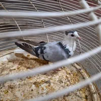 ماده سینه پاک|پرنده|اصفهان, فیض|دیوار
