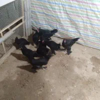 جوجه مرند سیاه