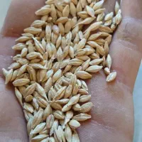 خریدار جو