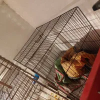 قفس ۵۲ و ۴۲|لوازم جانبی حیوانات|شیراز, بریجستون|دیوار