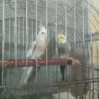 عروس هلندی جفتهای مولد|پرنده|بافق, |دیوار