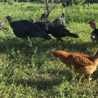 فروش بوقلمون و مرغ هر کدام ۱۰۰ عدد، تکی فروش داریم|حیوانات مزرعه|میاندوآب, |دیوار