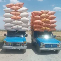 کاه گندم