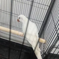 طوطی راهب آلبینو رام رام|پرنده|تهران, شهرک دریا|دیوار