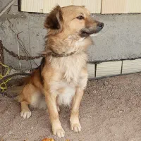 واگزاری سگ پا کوتاه پامر نر