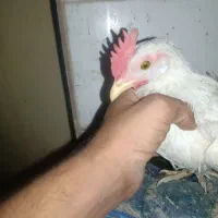 جوجه خروس کشتنی