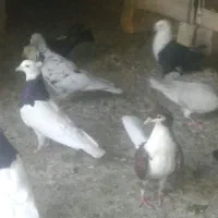 کود کبوتر جهت استفاده در باغات و مزارع