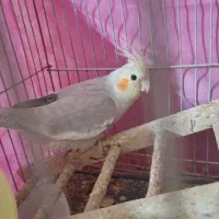 عروس هلندی سخنگو تخم گذار