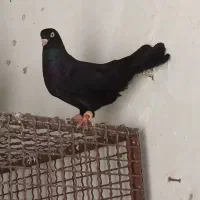 زاغ آبادانی|پرنده|بندر کنگان, |دیوار