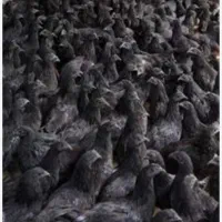 جوجه بومی دم طلا|حیوانات مزرعه|تهران, آرژانتین|دیوار