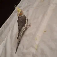 جوجه عروس هلندی