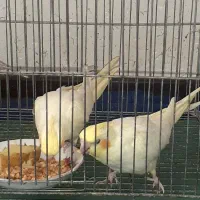 عروس هلندی درجه یک خانگی