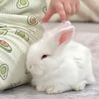 خرگوش مینیاتوری رایگان واگذار میشود