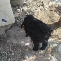کهره
