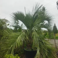 فینیکس آبی|خدمات باغبانی و درختکاری|رودسر, |دیوار