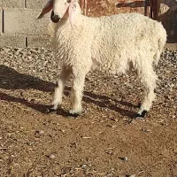 یک بره نر ارک سیستانی