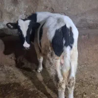 دو تا نر یدونه ماده سیمنتال|حیوانات مزرعه|قصابه, |دیوار