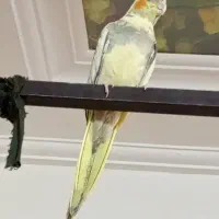 عروس هلندی نوجوان|پرنده|گنبکی, |دیوار