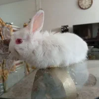 خرگوش