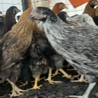 مرغ تاقچه دم تخمگذار‌جوان