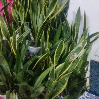 گل های سانسوریای سبزولبه زردقیمت پایین