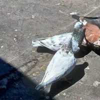 کبوتر سار