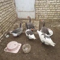 غاز نر ماده یک سال کمتر|حیوانات مزرعه|مبارکه, |دیوار