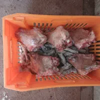 کله پاچه فروش عمده