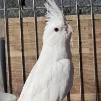 عروس هلندی|پرنده|سرپل ذهاب, |دیوار