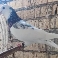 ۴عددکبوترصیدپرشی