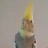 گمشده عروس هلندی به نام اودی|حیوانات|کیش, |دیوار