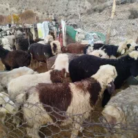 بره نر درجه یک|حیوانات مزرعه|سمیرم, |دیوار