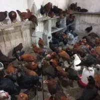 مرغ وخروس رسمی ،محلی،مرندی،گلپایگان،|حیوانات مزرعه|کرج, کمال‌شهر|دیوار