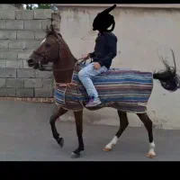 اسب نریون کرد