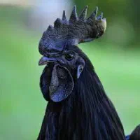 خروس و مرغ زنده جهت خون و قربانی