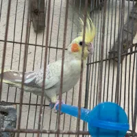 عروس هلندی|پرنده|شیراز, دارالرحمه|دیوار