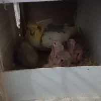 عروس هلندی مولد